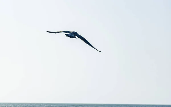 Verschiedene Seevögel Auf Der Suche Nach Nahrung Strand Möwen Auf — Stockfoto