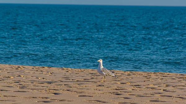 Various Sea Birds Looking Food Beach Seagulls Sea Sea Birds — Stockfoto