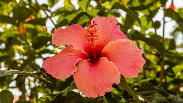 stock image beautiful Hibiscus flowers in a pot isolated on white background in Spain