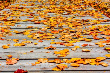Kırmızı ve turuncu sonbahar yaprakları arka planda. Açık havada. Düşen sonbahar yapraklarının renkli arkaplan resmi mevsimsel kullanım için mükemmel.