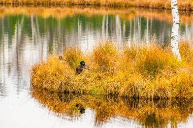 Gün batımında huş ağacı ve çam ağaçlarıyla Moor Chalupska tepesi, Sumava Ulusal Parkı, Çek Cumhuriyeti, güneşli sonbahar günü