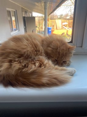 Görüntü, canlı kırmızı bir kedinin kuyruğunun yakından görüntüsünü yakalıyor. Bu kedi uzantısının benzersiz özelliklerini ve dokularını gösteriyor..