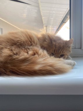 Görüntü, canlı kırmızı bir kedinin kuyruğunun yakından görüntüsünü yakalıyor. Bu kedi uzantısının benzersiz özelliklerini ve dokularını gösteriyor..