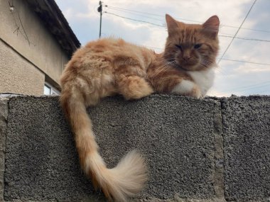 Caddeye bakan kırmızı kedi