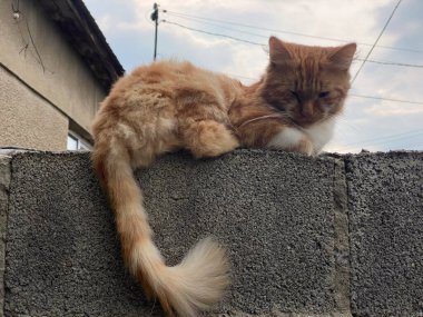 Caddeye bakan kırmızı kedi