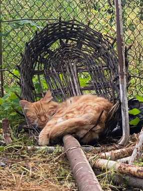 Kırık sepetin içinde uyuyan Kızıl Kedi.