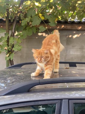 Arabadaki kırmızı kedi.