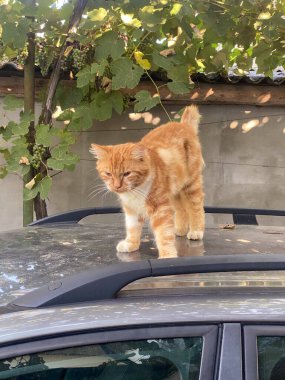 Arabadaki kırmızı kedi.