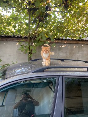 Arabadaki kırmızı kedi.