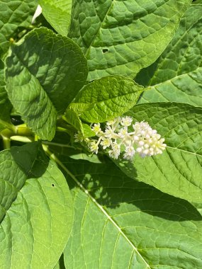 Ormandaki bir Amerikan pokeweed (Phytolacca americana) bitkisinin detaylarını kapat. 