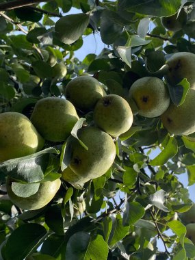 Resim olgun armutların, meyve taşıyan bir armut ağacının dallarından zarif bir şekilde sarkan resimlerini çeker.. 