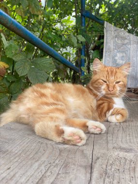 Görüntü, canlı kırmızı bir kedinin kuyruğunun yakından görüntüsünü yakalıyor. Bu kedi uzantısının benzersiz özelliklerini ve dokularını gösteriyor..