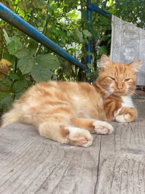 Görüntü, canlı kırmızı bir kedinin kuyruğunun yakından görüntüsünü yakalıyor. Bu kedi uzantısının benzersiz özelliklerini ve dokularını gösteriyor..