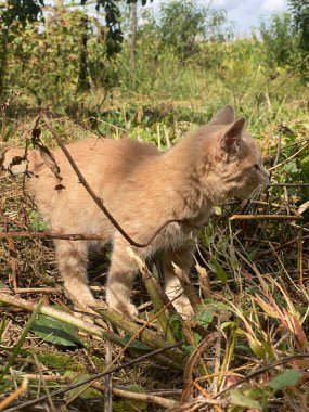 Yakın plan Bahçedeki genç kırmızı kedi