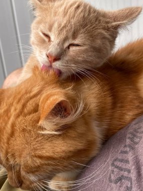 Görüntü, küçük bir kedinin oldukça büyük bir kedinin kafasını nazikçe yaladığı iç açıcı bir anı yakalıyor.. 