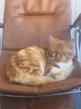 Caddeye bakan kırmızı kedi