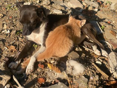 Görüntü, köpekten süt emen küçük bir kedi yavrusunun büyüleyici ve alışılmadık bir görüntüsünü yakalıyor. Bu beklenmedik an türler arası bağ ve özenin iç açıcı bir örneğini tasvir ediyor..
