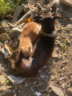 Görüntü, köpekten süt emen küçük bir kedi yavrusunun büyüleyici ve alışılmadık bir görüntüsünü yakalıyor. Bu beklenmedik an türler arası bağ ve özenin iç açıcı bir örneğini tasvir ediyor..