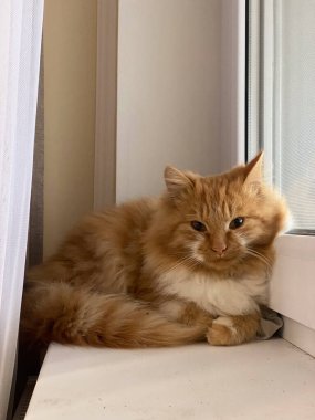 Caddeye bakan kırmızı kedi