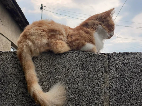 Gato Vermelho Olhando Para Rua — Fotografia de Stock