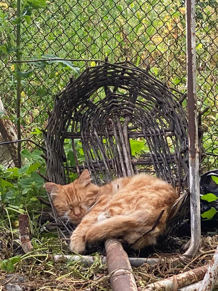 Vörös Macska Alszik Ban Régi Törött Kosár — Stock Fotó