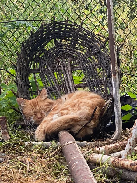 Red Cat Sleeping Old Broken Basket — Stock Photo, Image