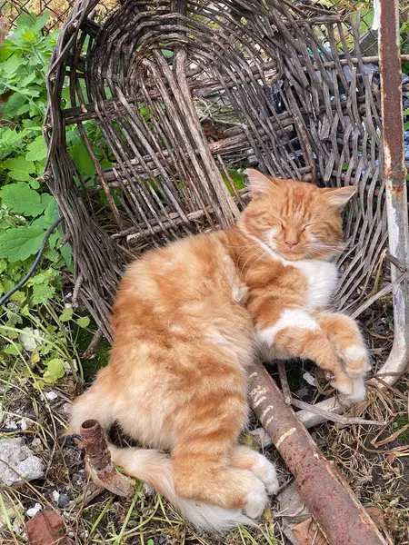 Vörös Macska Alszik Ban Régi Törött Kosár — Stock Fotó