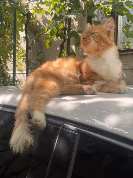 Κόκκινη Γάτα Ένα Αυτοκίνητο — Φωτογραφία Αρχείου