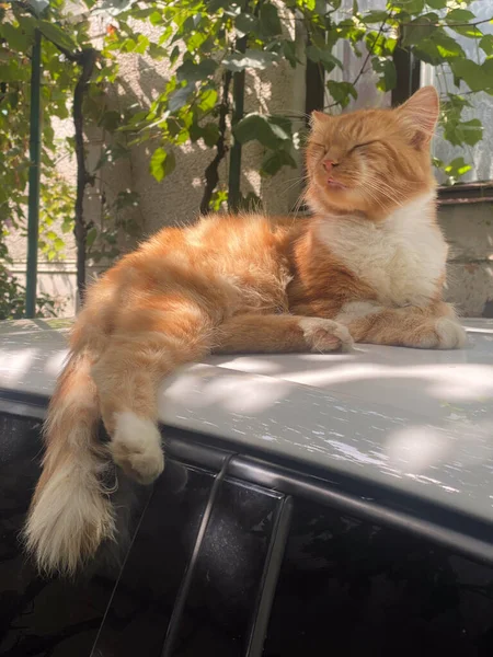 Красная Кошка Машине — стоковое фото
