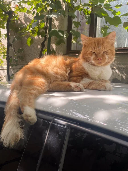 Красная Кошка Машине — стоковое фото