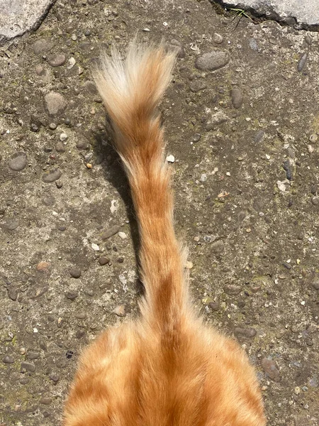 この画像は 鮮やかな赤い猫の尾のクローズアップビューをキャプチャし この重罪の付属品のユニークな特徴とテクスチャを示しています — ストック写真