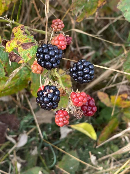 Close Green Young Blackberries Blackberry Bush Farm — Stock Photo, Image