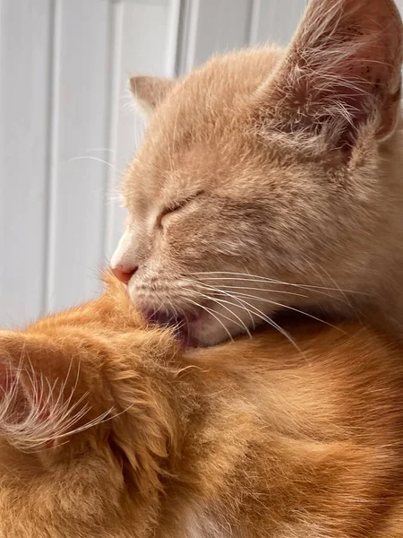 Image Captures Heartwarming Moment Which Small Kitten Tenderly Licks Head — Stock Photo, Image