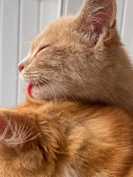 Image Captures Heartwarming Moment Which Small Kitten Tenderly Licks Head — Stock Photo, Image