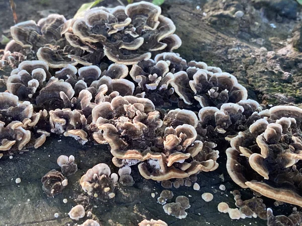 Image Showcases Cluster Mushrooms Flourishing Decaying Remains Walnut Tree Stump — Stock Photo, Image