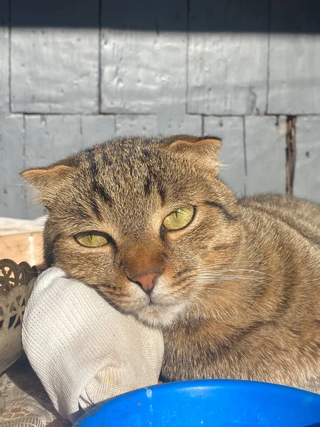 Bilden Skildrar Lugn Scen Brun Tabby Katt Bekvämt Liggande Ett — Stockfoto