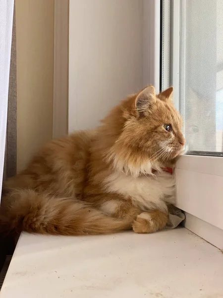 Красная Кошка Смотрит Улицу — стоковое фото