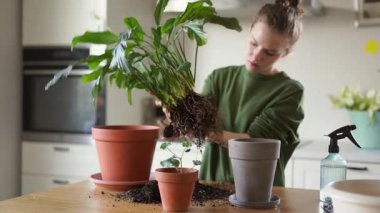 Genç bir kız hastalıklı bir spathiphyllum naklediyor. Bir kız saksıdan bir bitki çıkarır, köklerini inceler, bitkinin yapraklarında hastalık belirtileri vardır. Yüksek kalite 4k görüntü