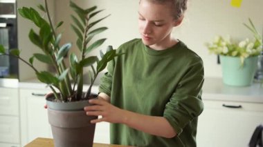 Genç bir kız hastalıklı bir zamioculcas naklediyor. Bir kız kökleri inceliyor. Yüksek kalite 4k görüntü