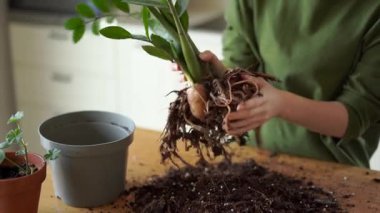 Genç bir kız hastalıklı bir zamioculcas naklediyor. Bir kız kökleri inceliyor. Yüksek kalite 4k görüntü