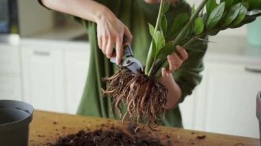 Genç bir kız hastalıklı bir zamioculcas naklediyor. Bir kız kökleri inceliyor. Yüksek kalite 4k görüntü