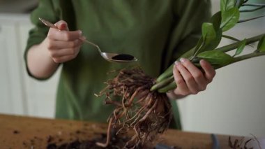 Bir kız bir çiçeğin köklerini tedavi etmek için aktif karbon öğütüyor. Yüksek kalite 4k görüntü