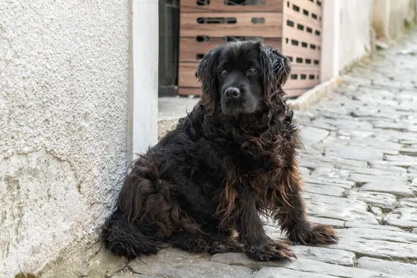Brick caddesinde siyah labrador sahibini bekliyor.