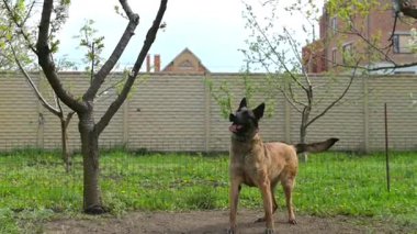 Belçika Malinois turuncu top ile arka planda oynuyor
