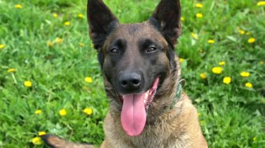 Belçika Malinois turuncu top ile arka planda oynuyor