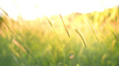 Buğday tarlasında altın saatte hafif bir nefes