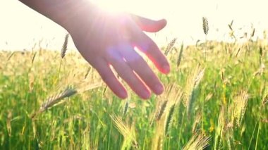 Buğday tarlasında altın saatte insan eli