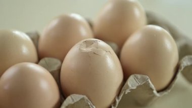 Yumurta kabuklu taze tavuk yumurtası.