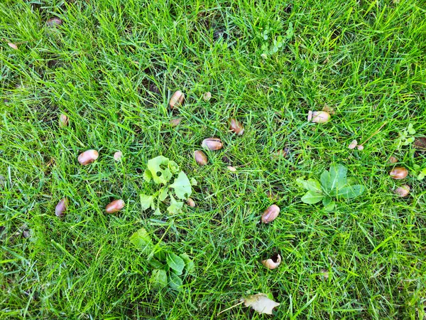 Yeşil çimlerde meşe palamutları. Meşe palamudu desenli çimen. Yeşil çimen dokusu. Palamutlar ağaçtan düştü, çimenlere kuru yapraklar..