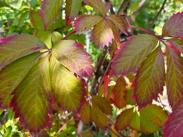 Yaban üzümleri, yapraklar yakın plan, sonbahar renkleri. Kızlık üzümleri. Sonbahar manzarası, sonbahar yaprakları.